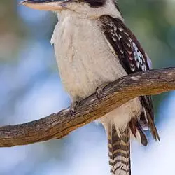 Kookaburra