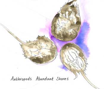 Album Anthropods: Abundant Shores