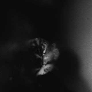 LP Holding Absence: Holding Absence CLR | LTD 596231