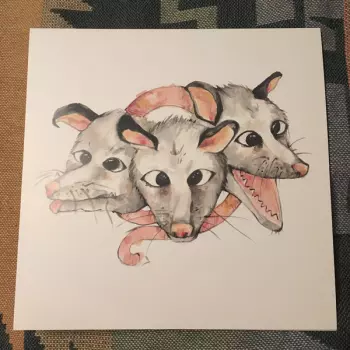 Opossums: Opossums