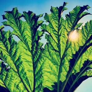 LP Pfarmers: Gunnera CLR | LTD 565431