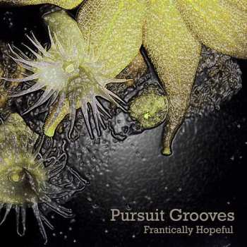 Pursuit Grooves: Frantically Hopeful